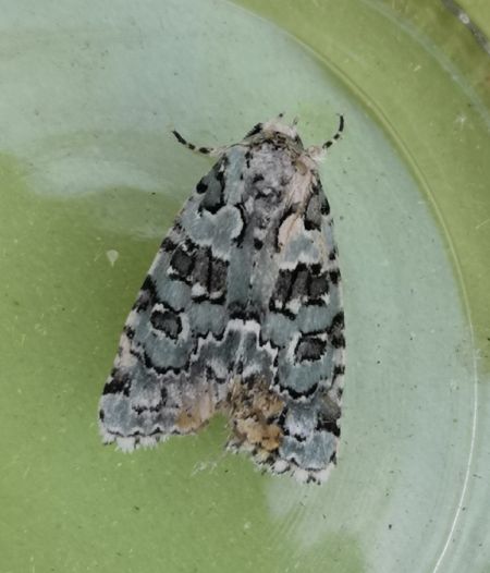 Nyctobrya muralis  - Françoise Rauzieres (TGB-SSNTG)