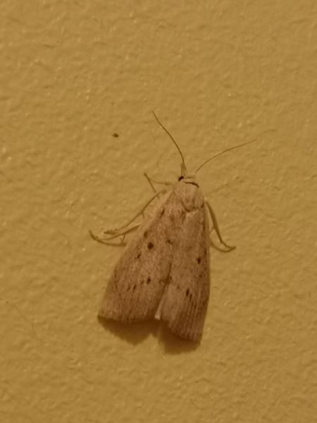 Calamotropha paludella  - Françoise Rauzieres (TGB-SSNTG)