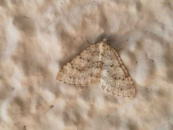 Colostygia multistrigaria  - Françoise Rauzieres (TGB-SSNTG)