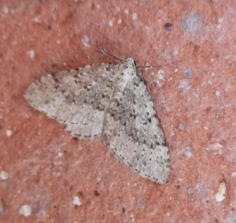 Colostygia multistrigaria  - Françoise Rauzieres (TGB-SSNTG)