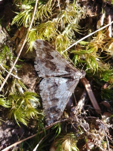 Agriopis leucophaearia 