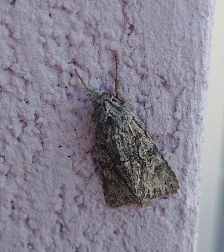 Xylocampa areola 