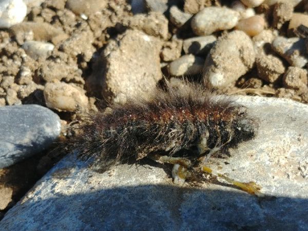 Bombyx de la Ronce 