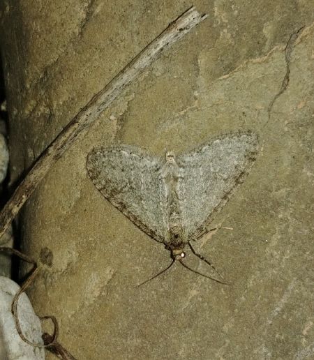Trichopteryx carpinata 