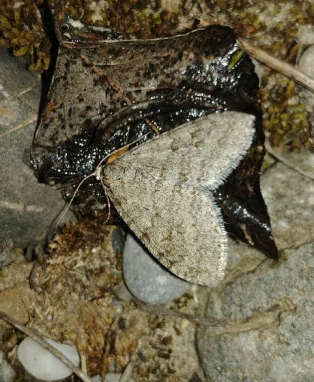 Trichopteryx carpinata 