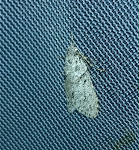 Diurnea fagella 