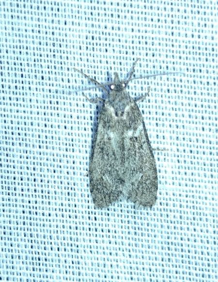 Diurnea fagella 