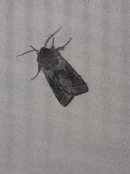 Orthosia opima  - Sylvain Lethuillier