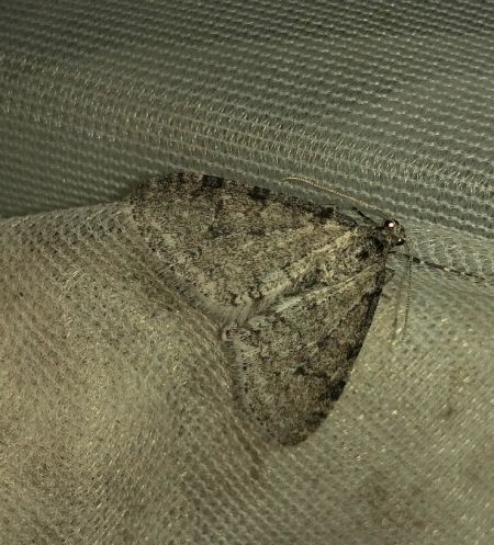 Trichopteryx carpinata 
