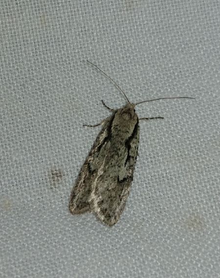 Semioscopis avellanella 