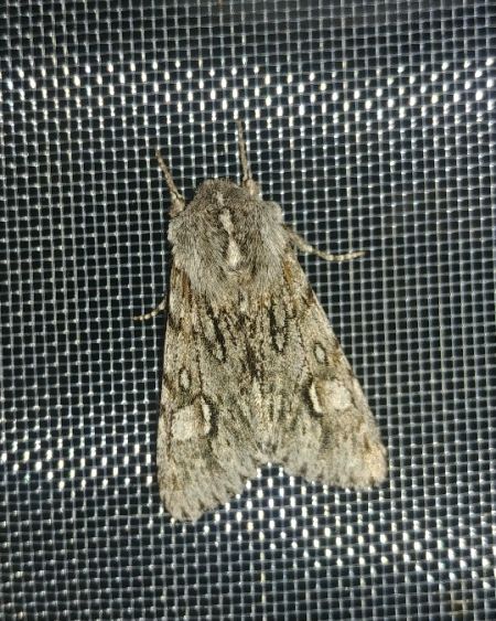 Brachionycha nubeculosa 