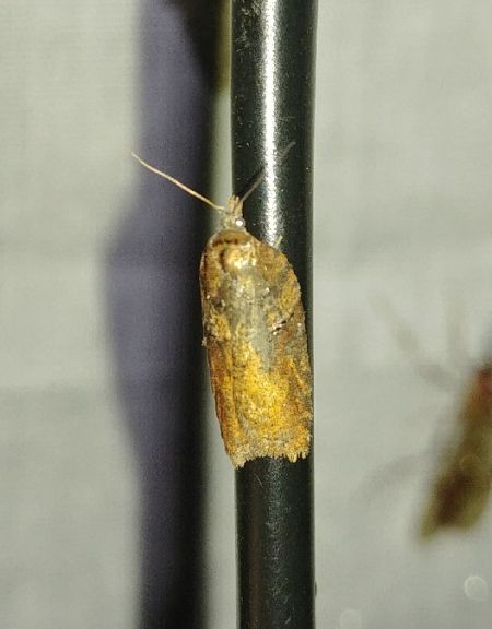 Acleris hastiana 