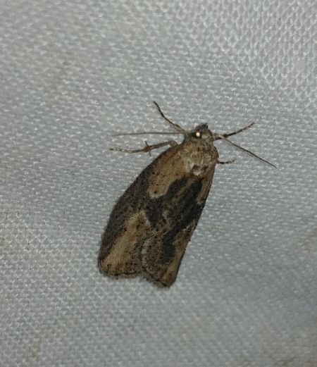 Doloploca punctulana 