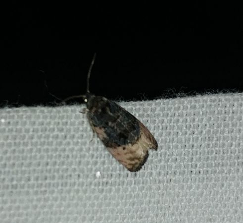 Metendothenia atropunctana 