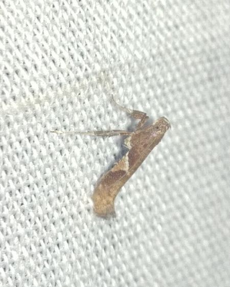 Caloptilia stigmatella 