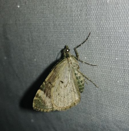 Chloroclysta siterata 