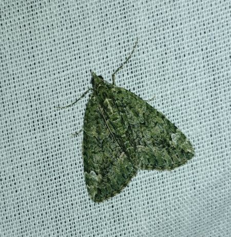 Chloroclysta siterata 