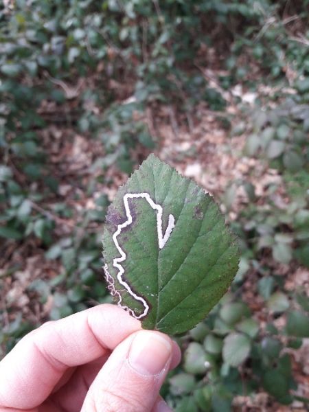 Stigmella aurella  - Sylvain Lethuillier