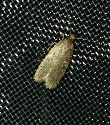 Depressaria sp. 