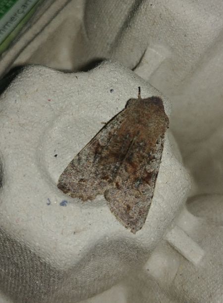 Orthosia incerta 