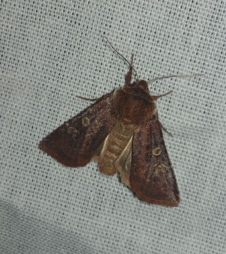 Cerastis leucographa 