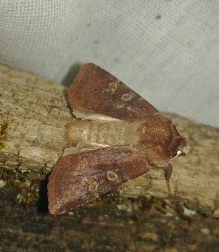 Cerastis leucographa 