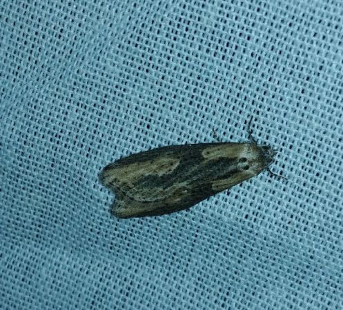 Doloploca punctulana 