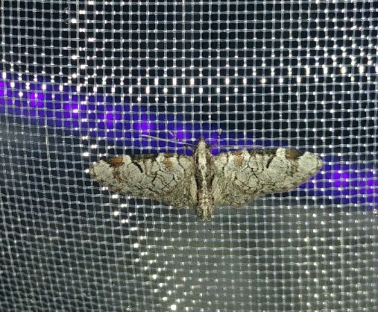 Eupithecia insigniata 