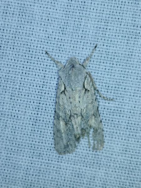 Lithophane ornitopus 