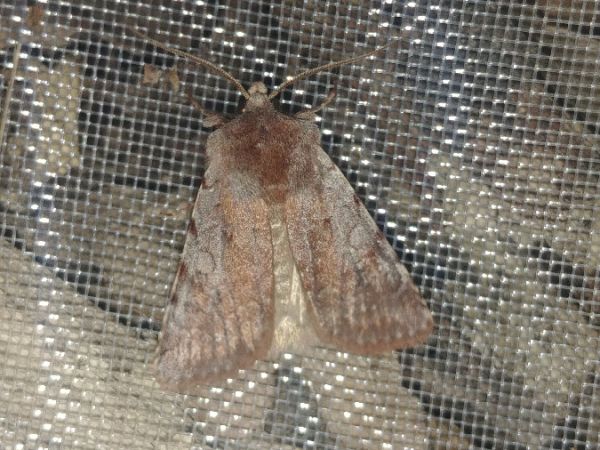 Cerastis rubricosa 