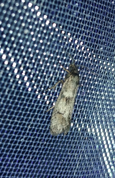 Dasystoma salicella 