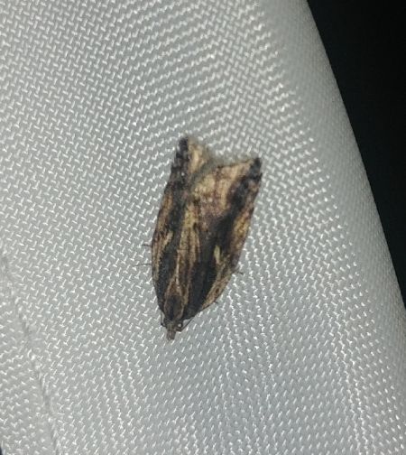 Acleris umbrana 