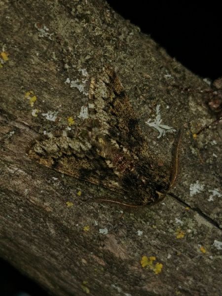 Apocheima hispidaria 