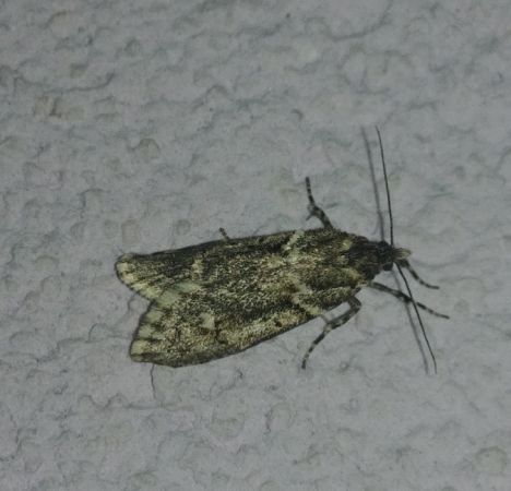 Diurnea fagella 
