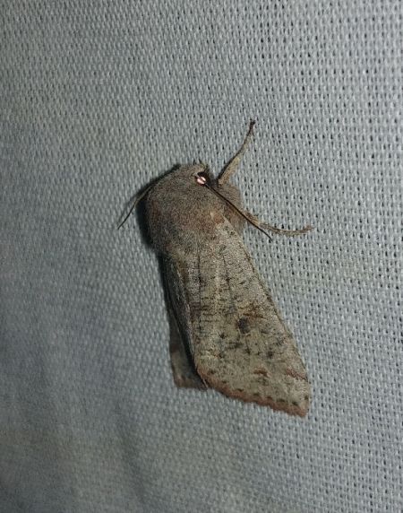 Orthosia incerta 