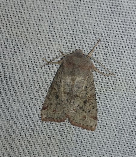 Orthosia incerta 