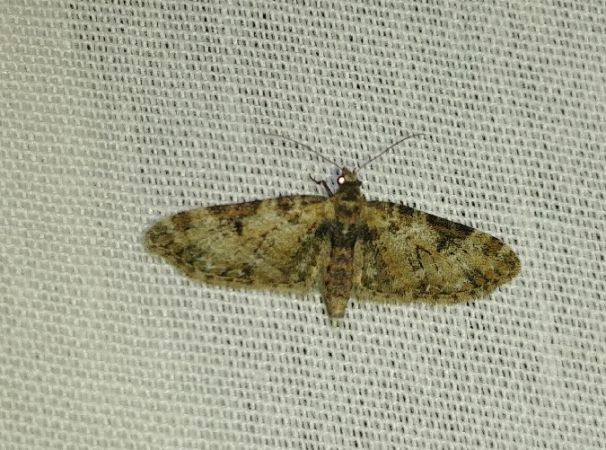 Eupithecia irriguata 
