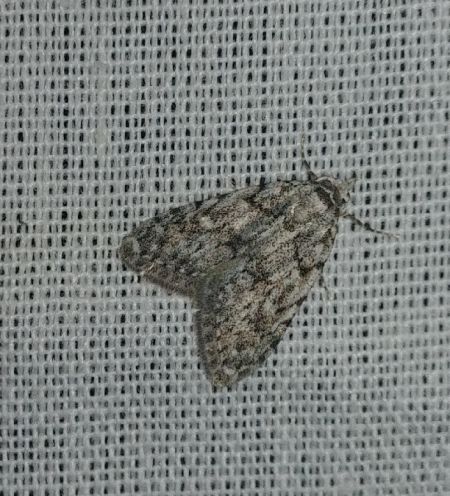 Nola confusalis 