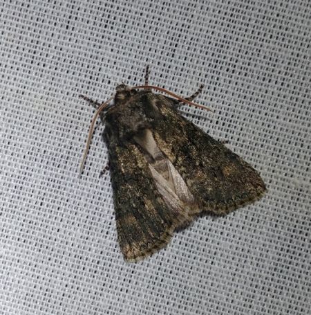 Polyploca ridens 