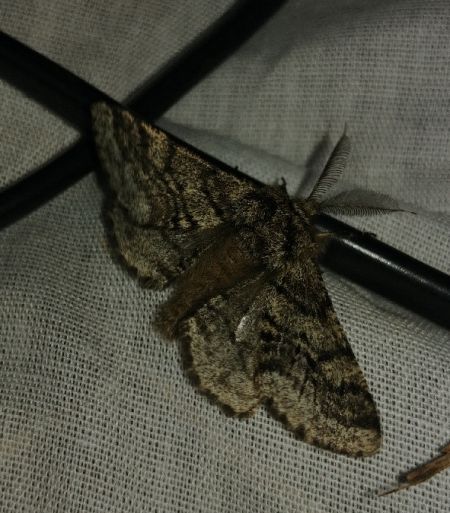 Lycia hirtaria 