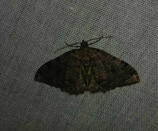 Hydria cervinalis 