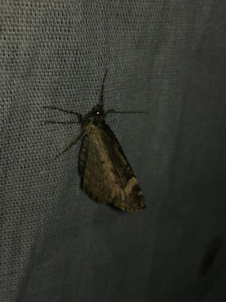 Chloroclysta siterata 