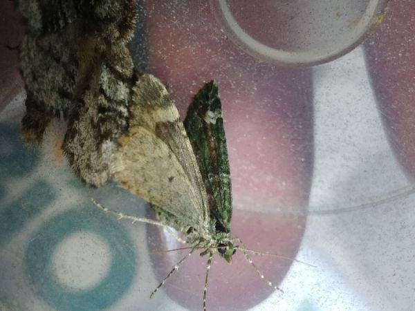 Chloroclysta siterata 