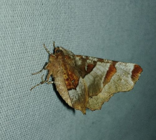 Selenia tetralunaria 
