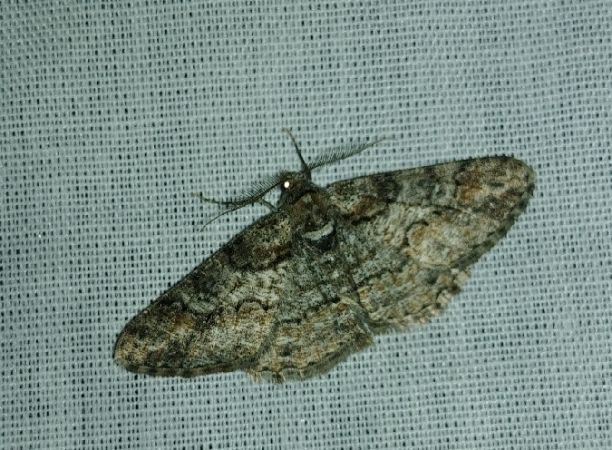 Cleora cinctaria 