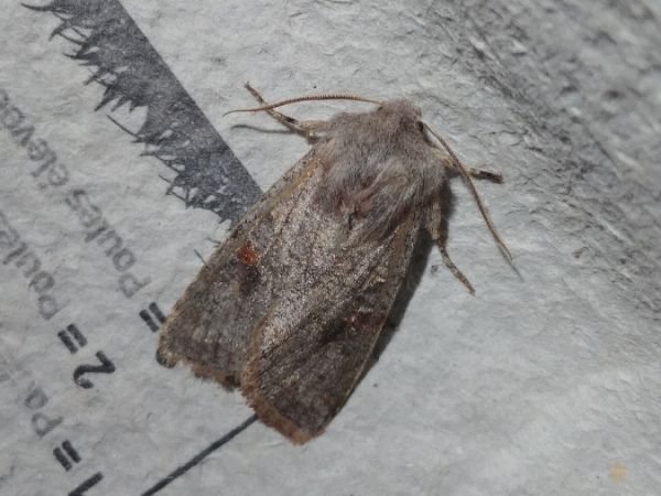 Orthosia incerta 