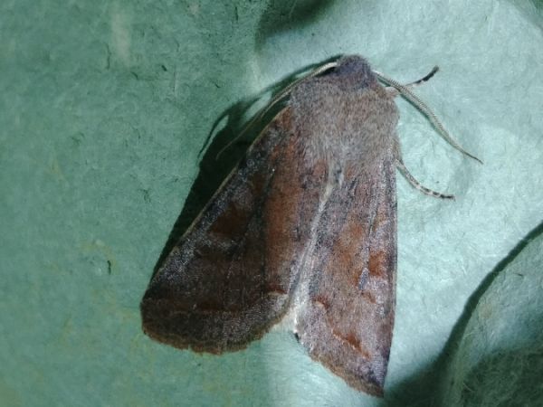 Orthosia incerta 