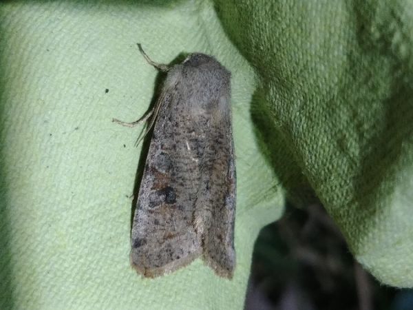 Orthosia incerta 
