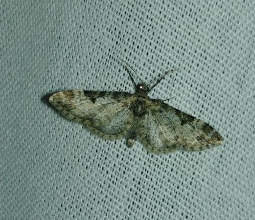 Eupithecia irriguata 