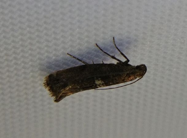 Acrolepiopsis assectella 